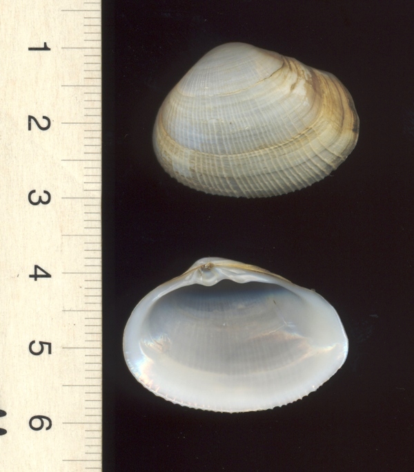 Distribuzione Eastonia rugosa